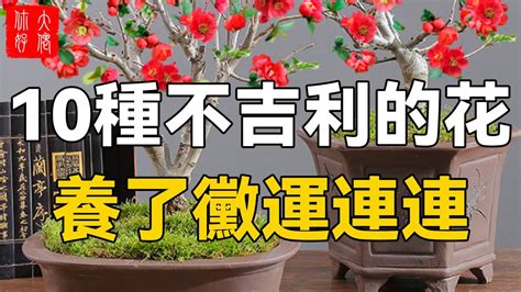 招財樹風水|【植物風水】招財樹有哪些？不是綠手指沒關係！